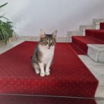 miau news cu jessy de la ps6 f09f9088 apar mai multe casute comunitare pentru pisici in sectorul 6 si azi e marea pisiceala la centrul drumul taberelor 6a12b2dcbb490