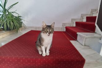 miau news cu jessy de la ps6 f09f9088 apar mai multe casute comunitare pentru pisici in sectorul 6 si azi e marea pisiceala la centrul drumul taberelor 6a12b2dcbb490