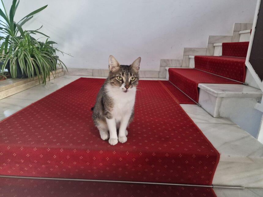 miau news cu jessy de la ps6 f09f9088 apar mai multe casute comunitare pentru pisici in sectorul 6 si azi e marea pisiceala la centrul drumul taberelor 6a12b2dcbb490