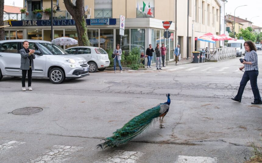 peacock invasion of italian seaside town ruffles feathers 6a08a75448c95