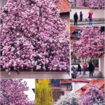 strada mahatma gandhi din sectorul 1 locul unde bucurestiul se opreste pentru o fotografie 6a0ea011558af