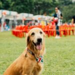 woof fest festivalul lui bobita este in acest weekend la parklake mall in gradina vor fi concursuri ateliere distractive si yoga cu catei 6a0ea0d8354d5