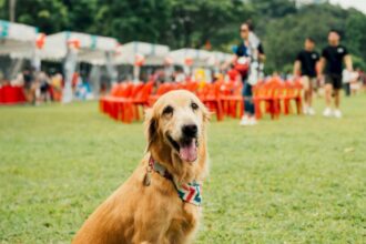 woof fest festivalul lui bobita este in acest weekend la parklake mall in gradina vor fi concursuri ateliere distractive si yoga cu catei 6a0ea0d8354d5
