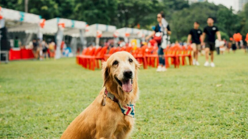 woof fest festivalul lui bobita este in acest weekend la parklake mall in gradina vor fi concursuri ateliere distractive si yoga cu catei 6a0ea0d8354d5