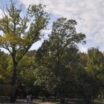 bucurestenii pornesc in weekend pe urmele arborilor remarcabili din oras e si tur ghidat in parcul cismigiu casa lui matusalem si a altor copaci monumentali 6a3be3f28f27d