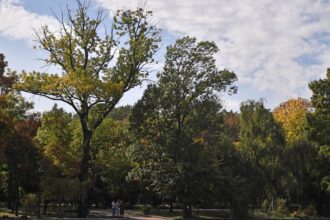 bucurestenii pornesc in weekend pe urmele arborilor remarcabili din oras e si tur ghidat in parcul cismigiu casa lui matusalem si a altor copaci monumentali 6a3be3f28f27d