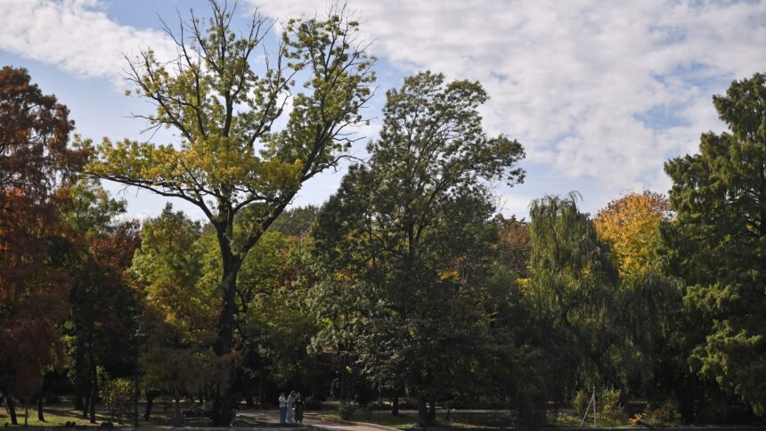 bucurestenii pornesc in weekend pe urmele arborilor remarcabili din oras e si tur ghidat in parcul cismigiu casa lui matusalem si a altor copaci monumentali 6a3be3f28f27d