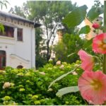 foto f09f8cb8 nalbele uriase din asia mica dau un super spectacol la gradina botanica din bucuresti o poveste colorata si parfumata inalta de peste doi metri 6a408f33b666f