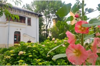 foto f09f8cb8 nalbele uriase din asia mica dau un super spectacol la gradina botanica din bucuresti o poveste colorata si parfumata inalta de peste doi metri 6a408f33b666f
