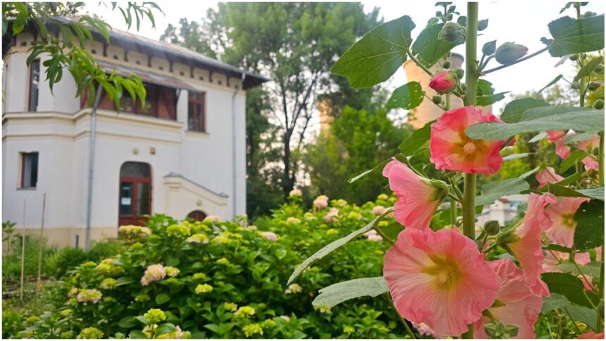 foto f09f8cb8 nalbele uriase din asia mica dau un super spectacol la gradina botanica din bucuresti o poveste colorata si parfumata inalta de peste doi metri 6a408f33b666f