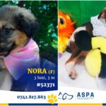 foto f09f90b6 o gasca minunata de 20 de catei vine la un nou targ aspa de adoptii bucurestenii doritori de prieteni loiali ii pot gasi in weekend in parcul ior 0bc5222a