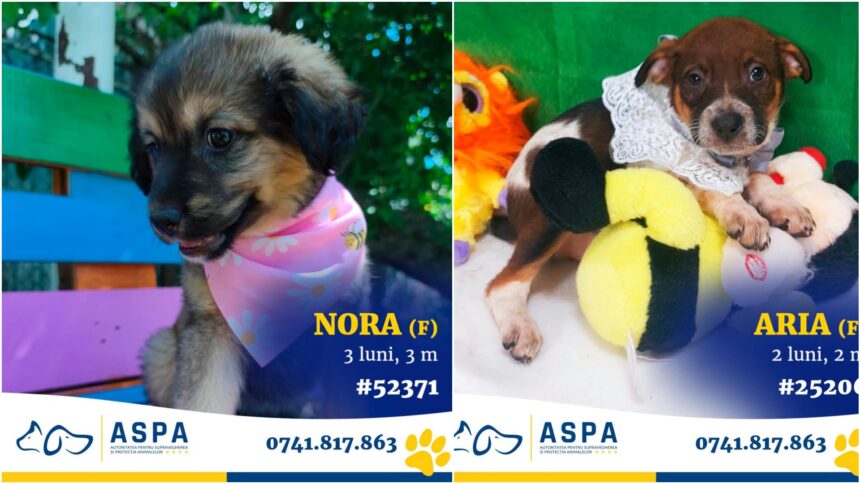 foto f09f90b6 o gasca minunata de 20 de catei vine la un nou targ aspa de adoptii bucurestenii doritori de prieteni loiali ii pot gasi in weekend in parcul ior 0bc5222a