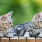 inghetata pisicute adorabile numai bune de adoptat si donatii la miaus cream party targ caritabil miau pentru redeschiderea cafenelei matelor la braseria prajitura din natura a56c838c