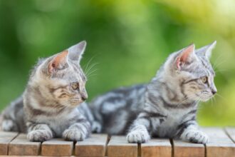 inghetata pisicute adorabile numai bune de adoptat si donatii la miaus cream party targ caritabil miau pentru redeschiderea cafenelei matelor la braseria prajitura din natura a56c838c