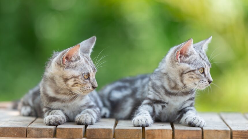 inghetata pisicute adorabile numai bune de adoptat si donatii la miaus cream party targ caritabil miau pentru redeschiderea cafenelei matelor la braseria prajitura din natura a56c838c