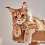 video f09f9088 cand se deschide mainecoon cafe in bucuresti cu pisici aristocrate si elegante rezervarile au inceput inainte de marea inaugurare 6a379b0a4dcc7