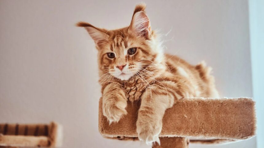 video f09f9088 cand se deschide mainecoon cafe in bucuresti cu pisici aristocrate si elegante rezervarile au inceput inainte de marea inaugurare 6a379b0a4dcc7