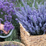 weekend cu lavanda in piata amzei si piata matachef09faabb zile cu levantica spectacole de magie muzica si diverse alte distractii si activitati 6a3cfd259d4b0