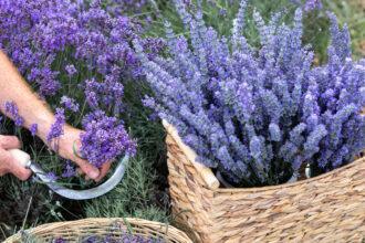 weekend cu lavanda in piata amzei si piata matachef09faabb zile cu levantica spectacole de magie muzica si diverse alte distractii si activitati 6a3cfd259d4b0
