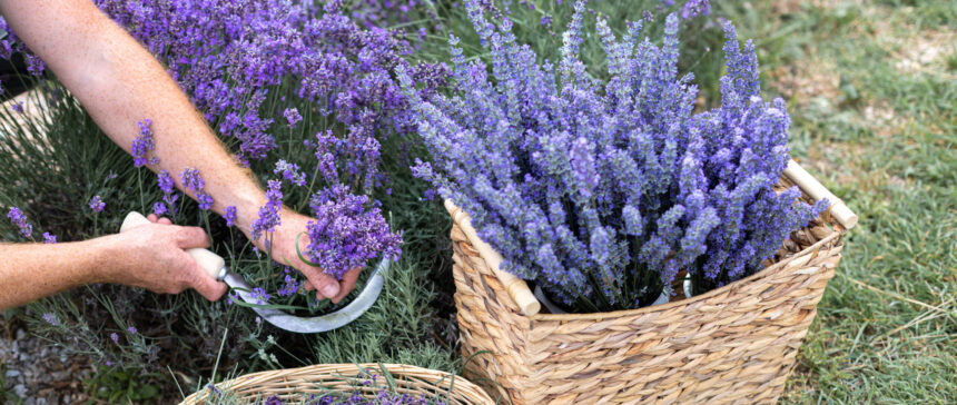 weekend cu lavanda in piata amzei si piata matachef09faabb zile cu levantica spectacole de magie muzica si diverse alte distractii si activitati 6a3cfd259d4b0