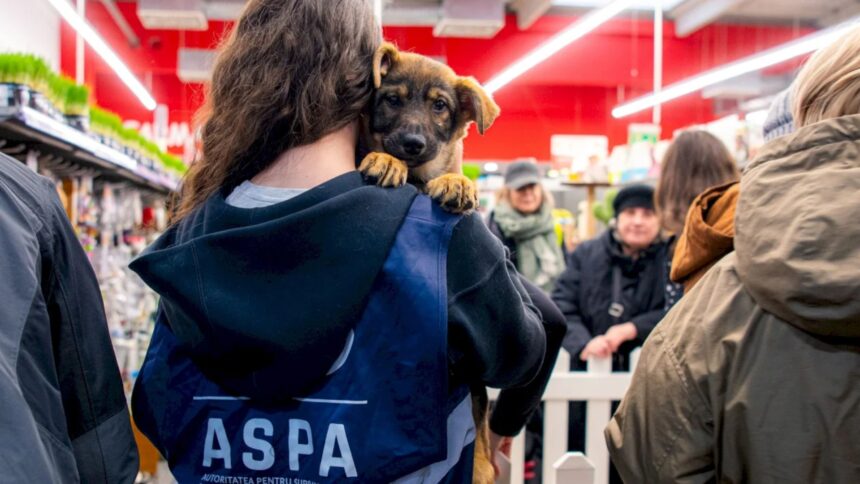 blanosii de la aspa ne asteapta la un nou targ de adoptii la parklake are loc vineri in cadrul evenimentului xiaomi pet cafe d82b3751