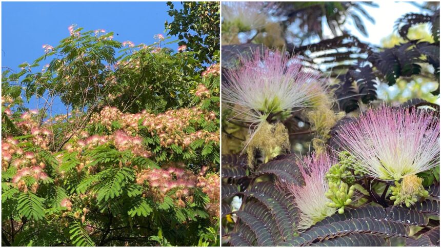 foto copacul adormit din inima bucurestiului poate fi vazut la gradina botanica care sunt originile arborelui de matase si la ce folosea in trecut 6a5aed36eb11f