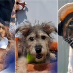 foto storm gus finn si alti 22 de catei de la aspa cauta sambata prieteni pe viata avem targ de adoptii la centrul de cultura palatele brancovenesti de la portile bucurestiului 6a5f8a783f578