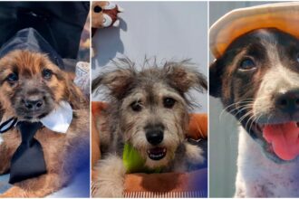 foto storm gus finn si alti 22 de catei de la aspa cauta sambata prieteni pe viata avem targ de adoptii la centrul de cultura palatele brancovenesti de la portile bucurestiului 6a5f8a783f578