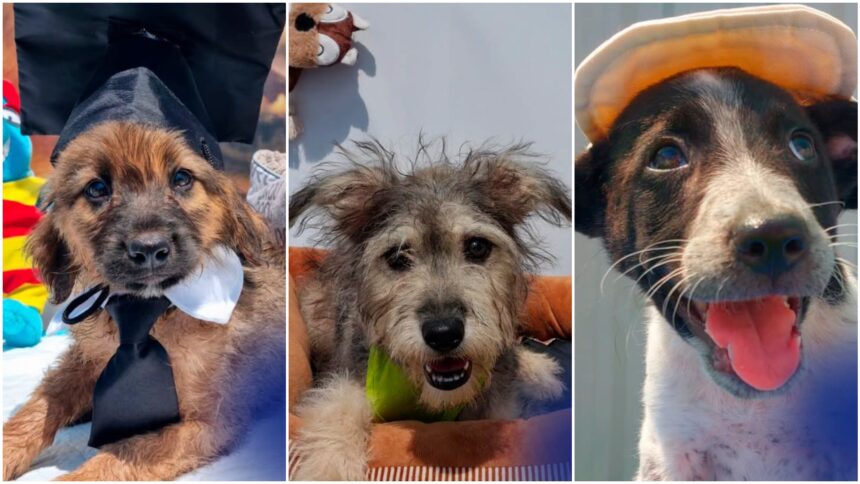 foto storm gus finn si alti 22 de catei de la aspa cauta sambata prieteni pe viata avem targ de adoptii la centrul de cultura palatele brancovenesti de la portile bucurestiului 6a5f8a783f578