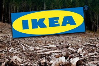 greenpeace padurile naturale din romania ajung mobila ikea in 13 tari europene 6a6862afc03d2