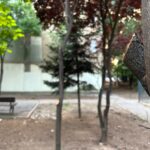 locuitorii din cartierul pajura reclama un dezastru ecologic dupa eliminarea gardurilor vii ce firme sunt responsabile cu intretinerea spatiilor verzi din sectorul 1 6a5f9880c268b