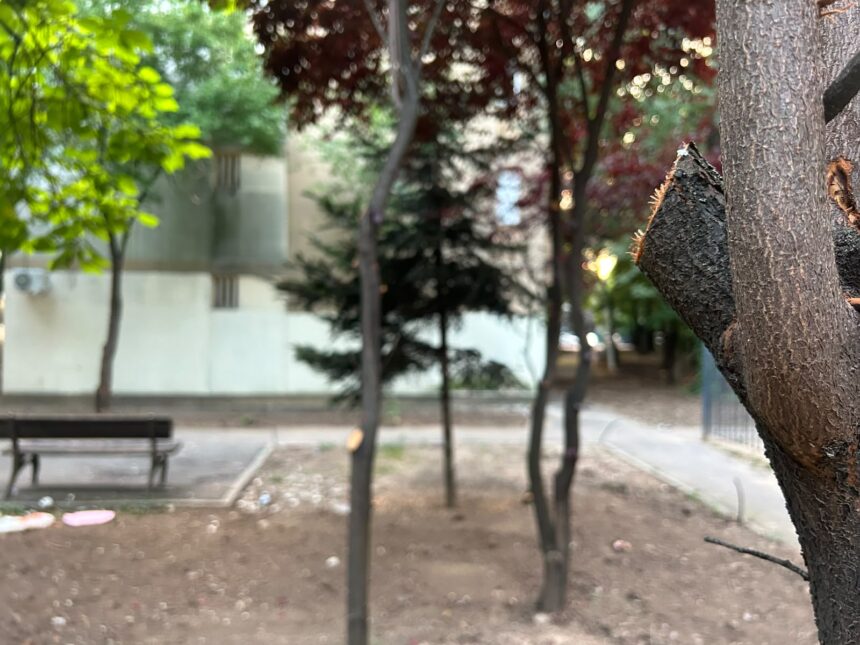 locuitorii din cartierul pajura reclama un dezastru ecologic dupa eliminarea gardurilor vii ce firme sunt responsabile cu intretinerea spatiilor verzi din sectorul 1 6a5f9880c268b