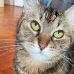 omul cu sobolani salveaza motani in vremea invaziei de rozatoare din bucuresti ocs pare mai de actualitate ca niciodata si ne asteapta la un concert aniversar 6a697bca6c98a