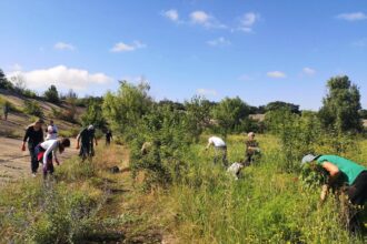 operatiunea ambrozia in parcul natural vacaresti bucurestenii sunt chemati la curatat buruiana inscrierile pentru voluntariat sunt deschise 6a621160ba88c
