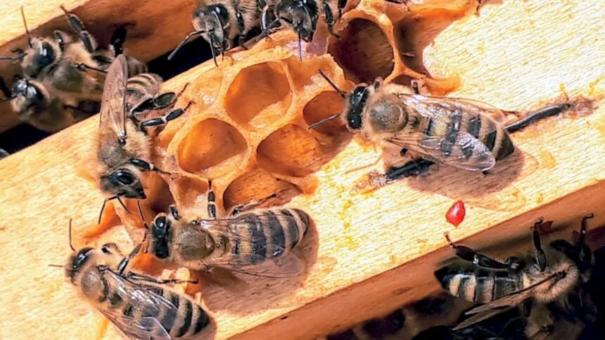 scoala de vara de la muzeul grigore antipa din bucuresti continua picii pot invata mai multe despre polenizatori si biodiversitate urbana inscrierile sunt deschise 6a689aba562d0