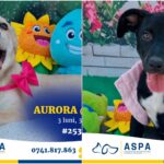foto charlie nora otis si alti 17 catei isi cauta o familie iubitoare aspa organizeaza un nou targ de adoptii in parcul bazilescu sambata 6a844f9e132cb