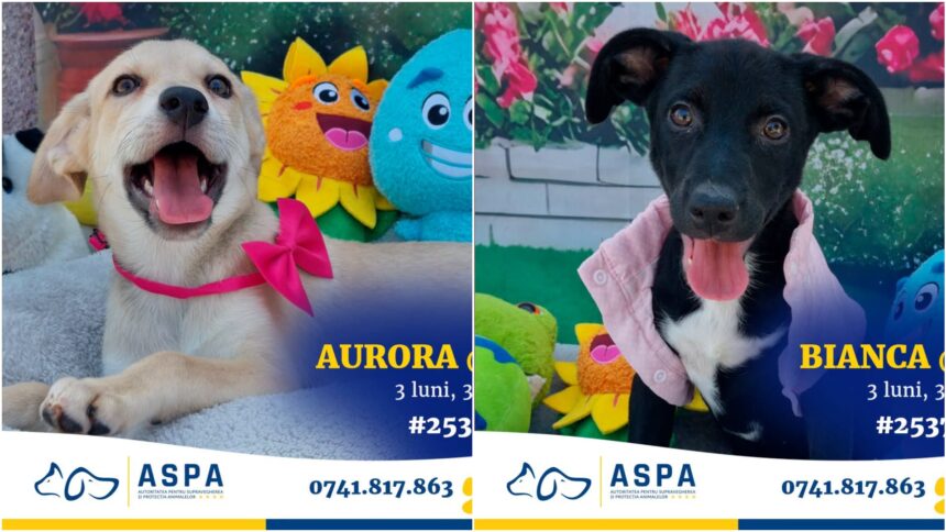 foto charlie nora otis si alti 17 catei isi cauta o familie iubitoare aspa organizeaza un nou targ de adoptii in parcul bazilescu sambata 6a844f9e132cb