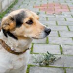 stapanii de catei de langa bucuresti isi pot steriliza gratuit blanosii in aceasta luna are loc o noua campanie in afumati glina pantelimon si clinceni 6a7e286a7c514