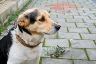 stapanii de catei de langa bucuresti isi pot steriliza gratuit blanosii in aceasta luna are loc o noua campanie in afumati glina pantelimon si clinceni 6a7e286a7c514