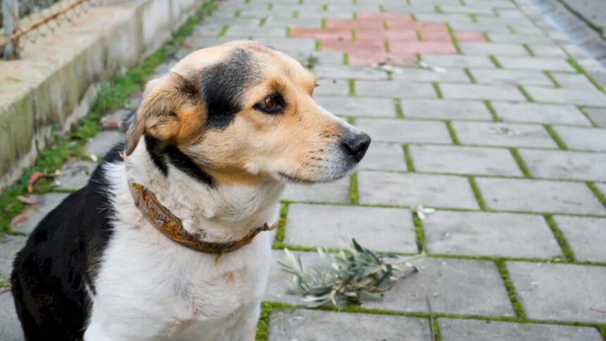 stapanii de catei de langa bucuresti isi pot steriliza gratuit blanosii in aceasta luna are loc o noua campanie in afumati glina pantelimon si clinceni 6a7e286a7c514