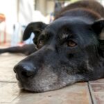 vesti bune pentru stapanii de catei din ilfov o noua campanie gratuita de sterilizare va avea loc in luna august 6a6f9b7e3bf10