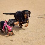 woof fest festivalul lui bobita revine in primul weekend din septembrie multe concursuri muzica targ de adoptii si altele vor fi in gradina parklake 6a81ac64b9a9e