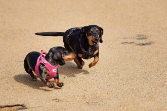 woof fest festivalul lui bobita revine in primul weekend din septembrie multe concursuri muzica targ de adoptii si altele vor fi in gradina parklake 6a81ac64b9a9e